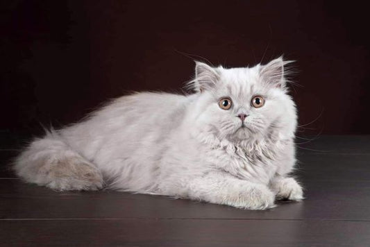 British Longhair