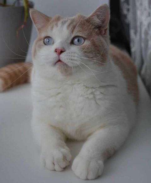 British Shorthair