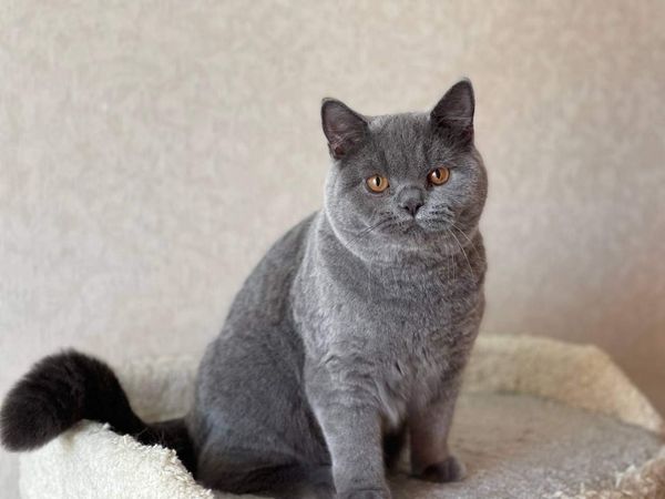 British Shorthair