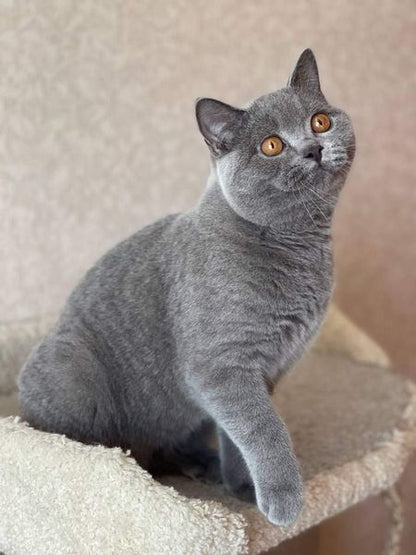 British Shorthair