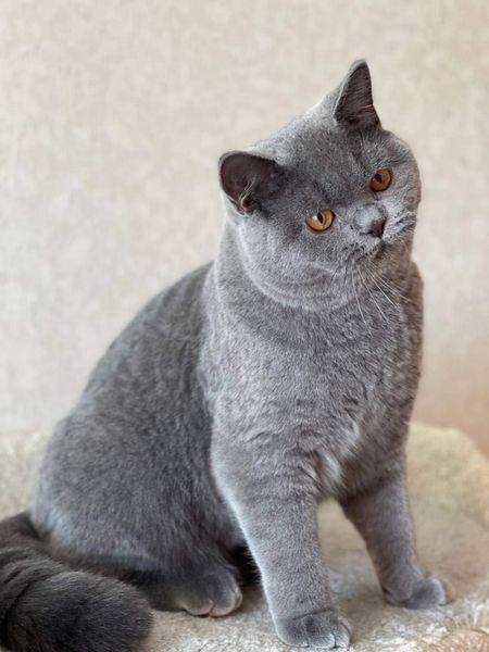 British Shorthair