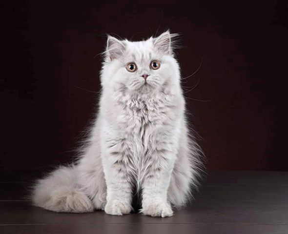 British Longhair