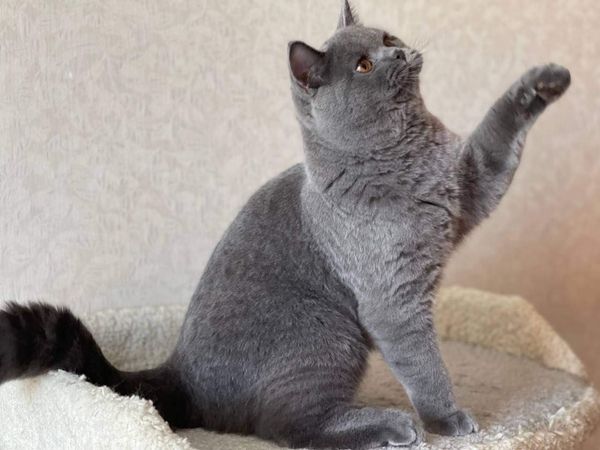 British Shorthair