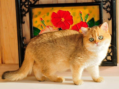 British Shorthair