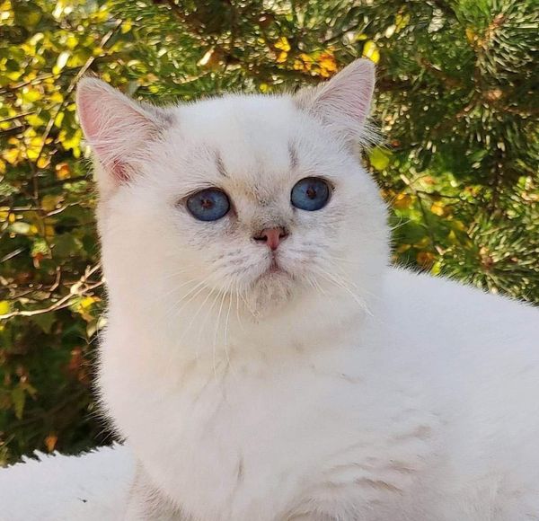 British Shorthair