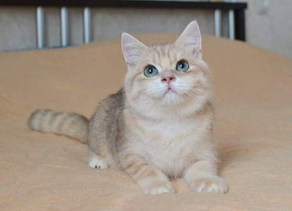 British Shorthair