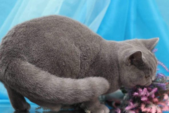 British Shorthair