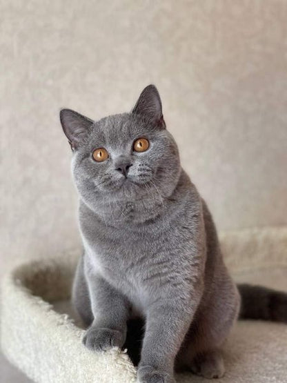 British Shorthair