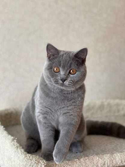 British Shorthair