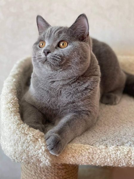 British Shorthair