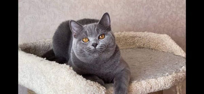 British Shorthair