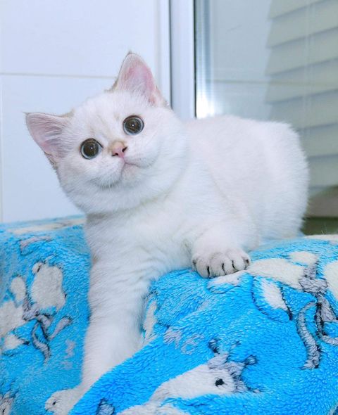 British Shorthair