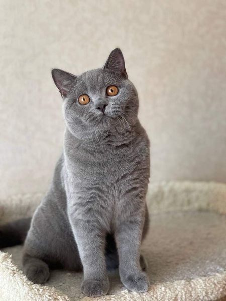 British Shorthair