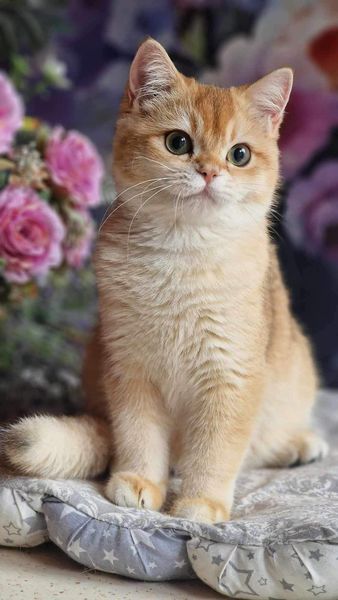 British Shorthair