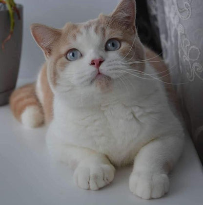 British Shorthair