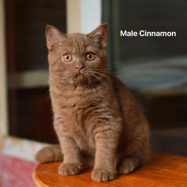 British Shorthair