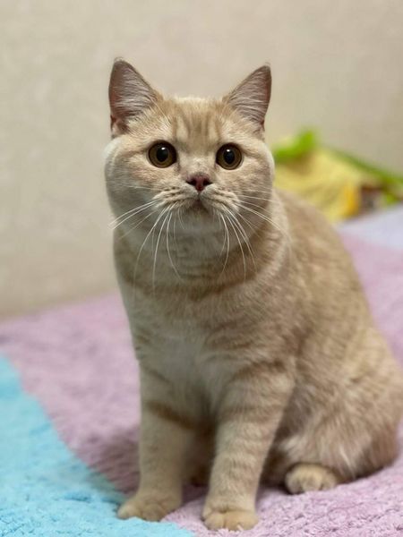 British Shorthair