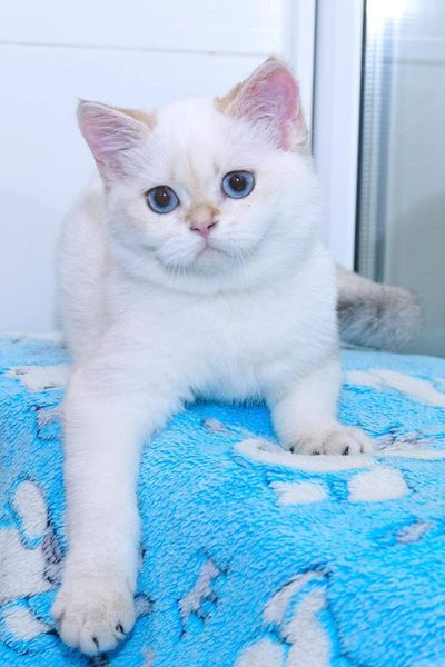 British Shorthair