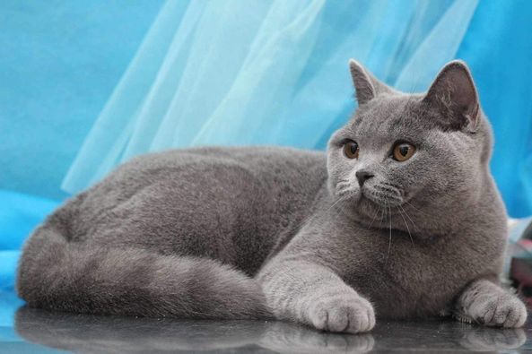 British Shorthair