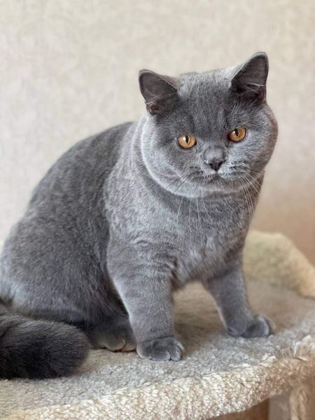 British Shorthair