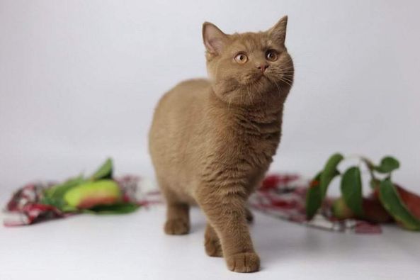 British Shorthair