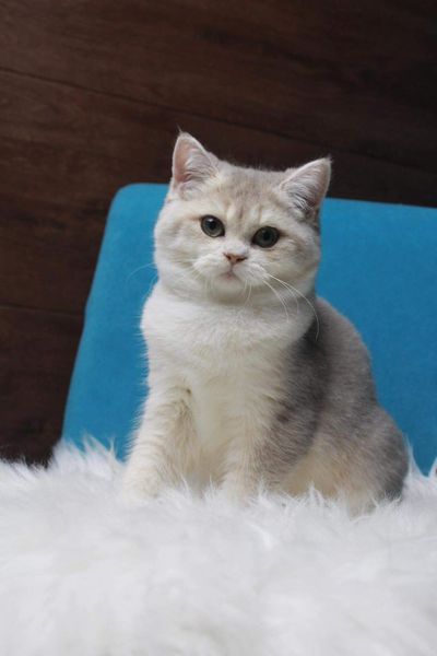 British Shorthair