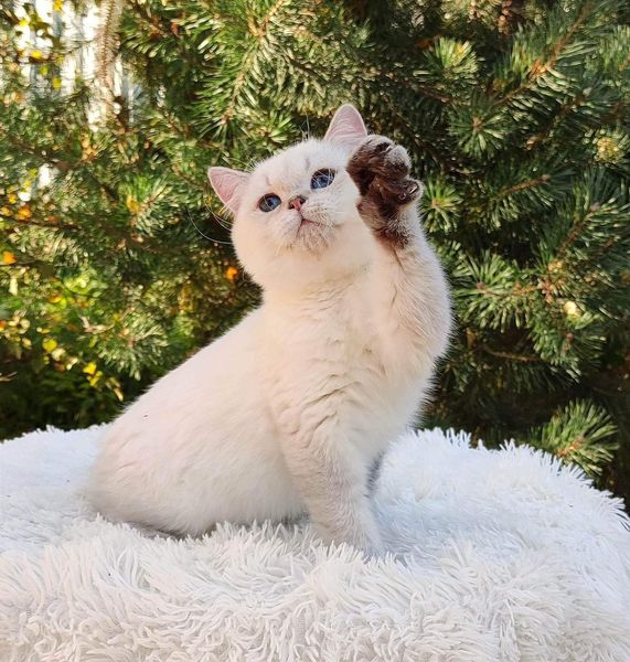 British Shorthair