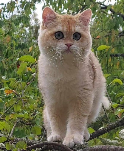 British Shorthair