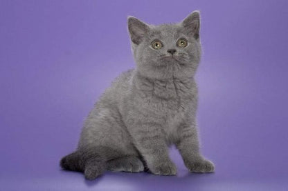 British Shorthair