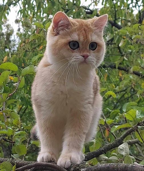 British Shorthair