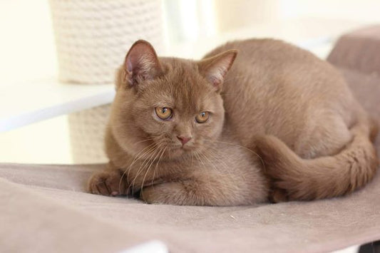 British Shorthair