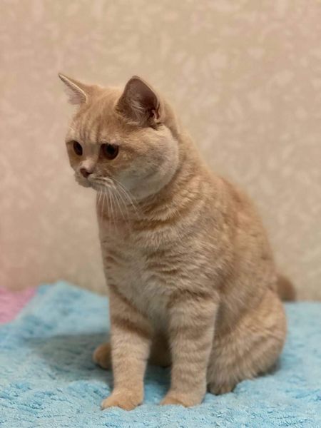 British Shorthair