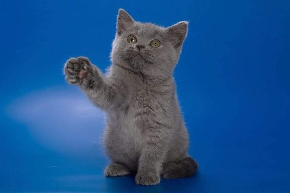 British Shorthair