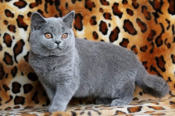 British Shorthair