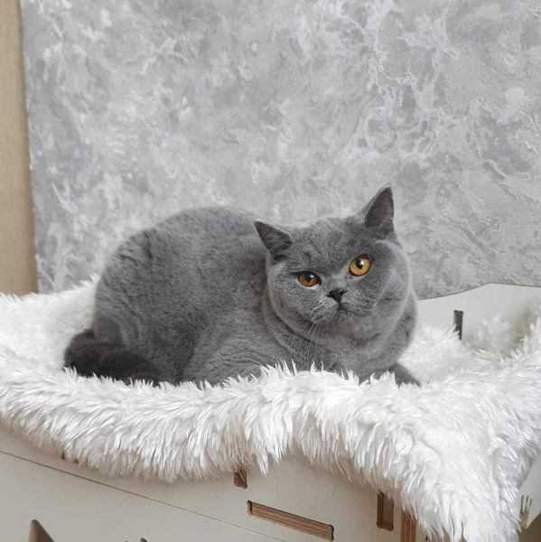 British Shorthair