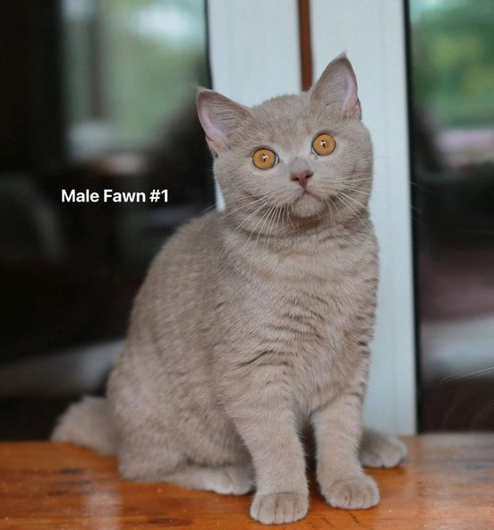 British Shorthair