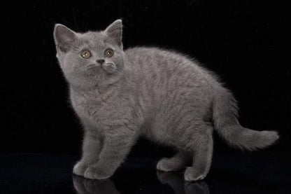 British Shorthair