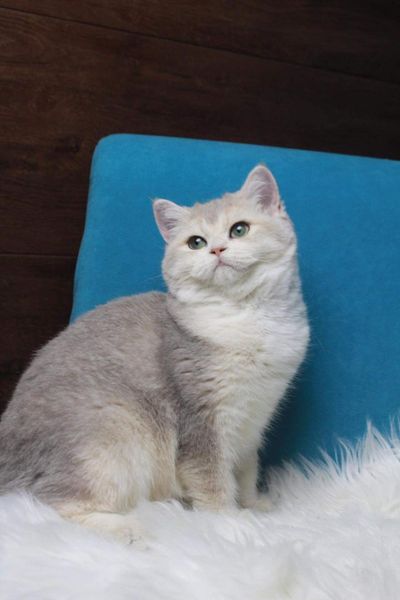 British Shorthair