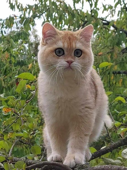 British Shorthair