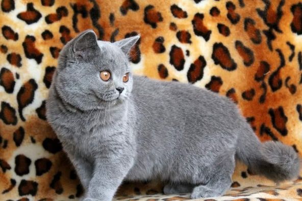 British Shorthair