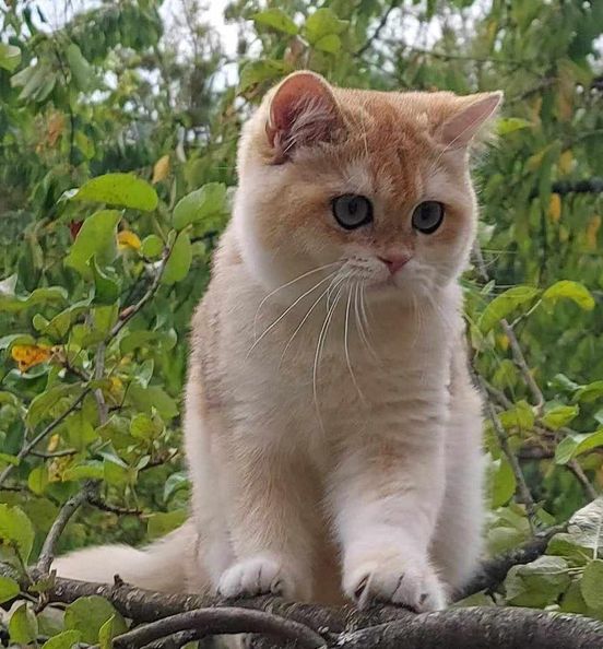 British Shorthair