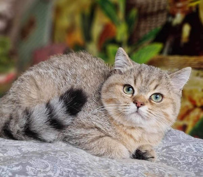 British Shorthair