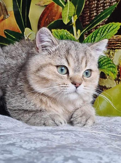 British Shorthair