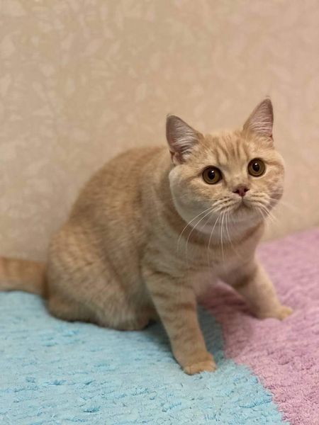 British Shorthair