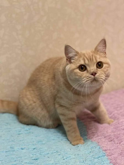 British Shorthair