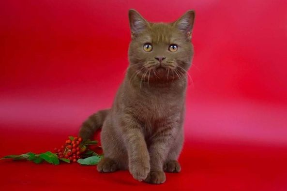 British Shorthair