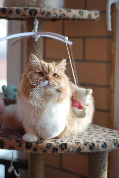 British Longhair