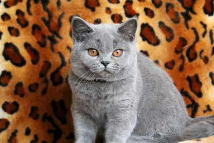 British Shorthair