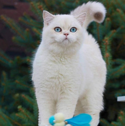 British Shorthair