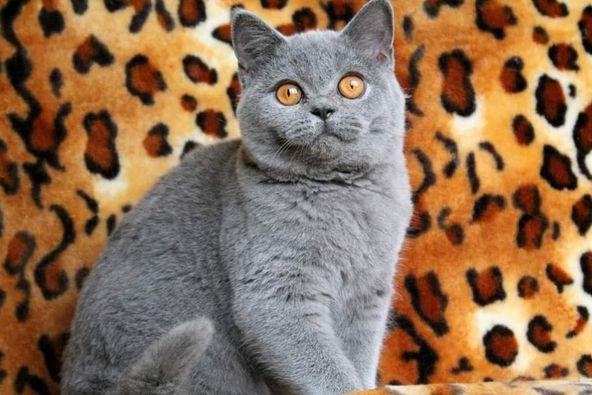 British Shorthair